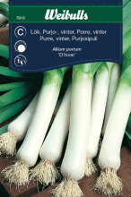 Porre, vinter 'Regius'